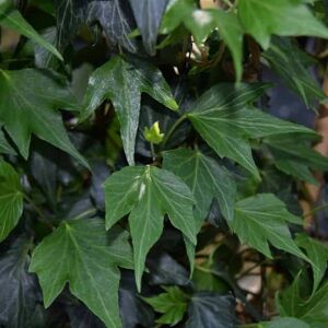 Hedera helix 'Green Ripple' ---